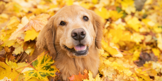 Autumn Pet Care Tips