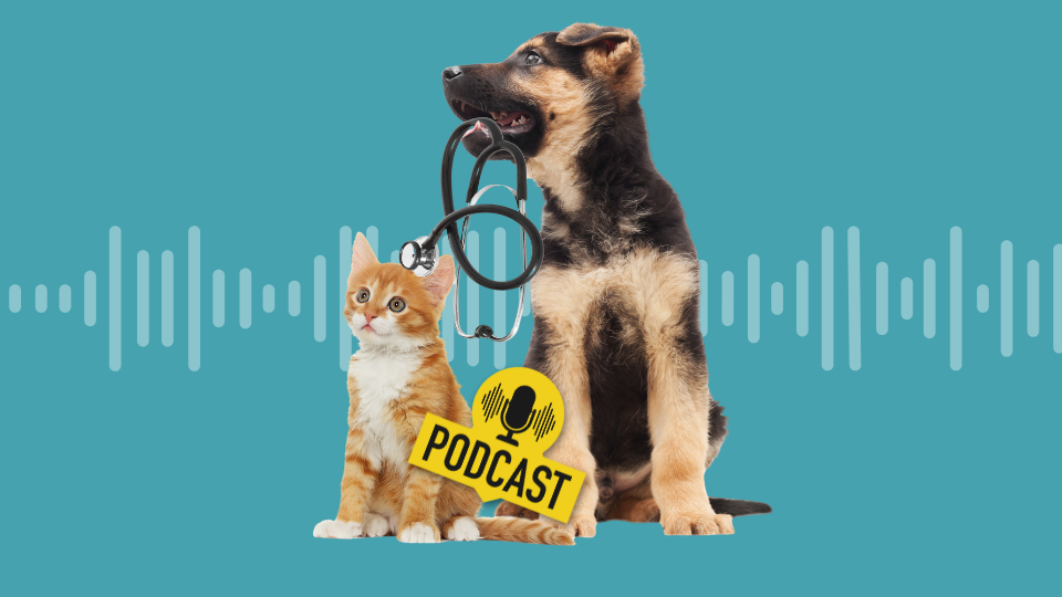 Podcast: Vet costs!