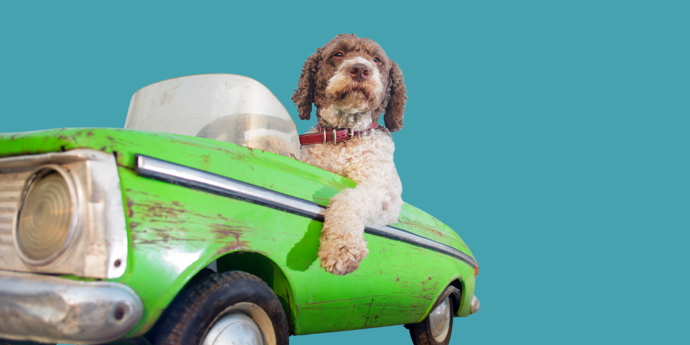 We answer your Locum Vet questions!