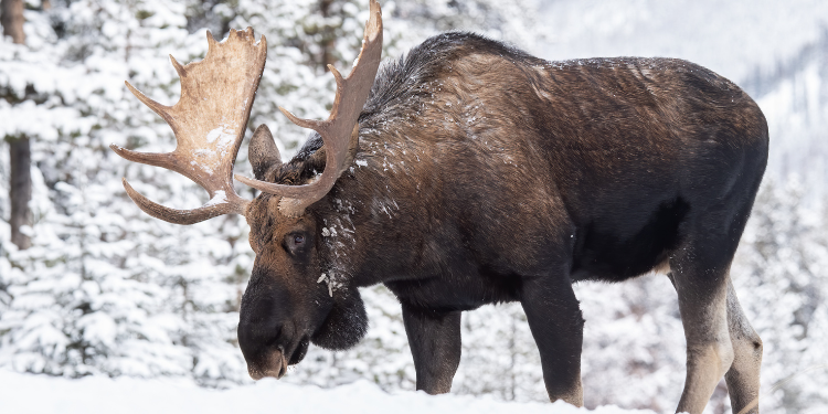 A Very Canadian Christmas