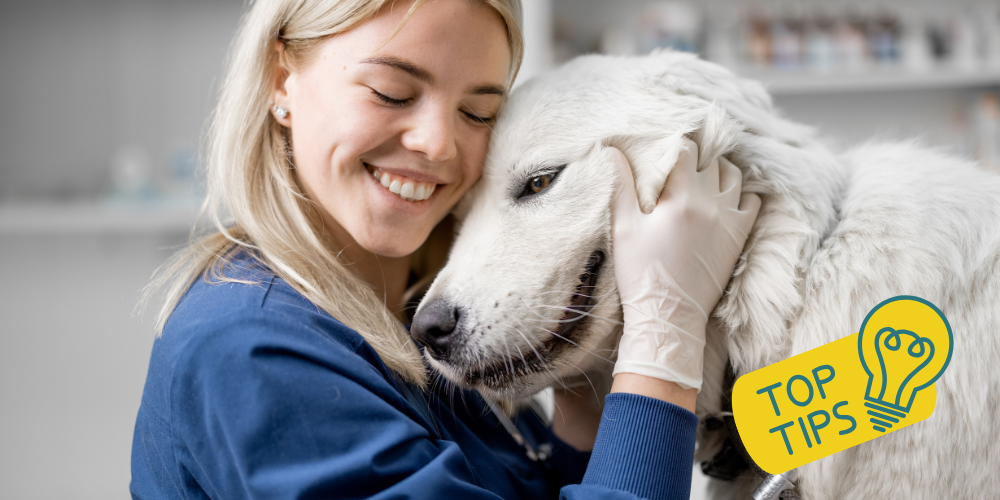 How to Build a Happy Veterinary Team