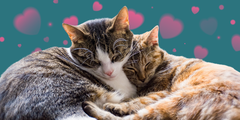 Falling Back in Love with Veterinary Medicine