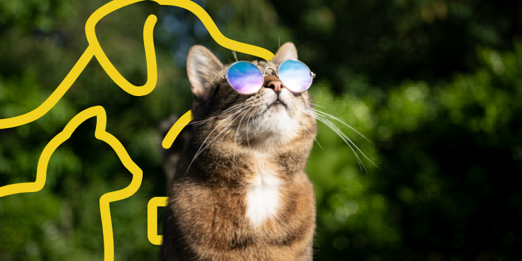 Summer Vet advice
